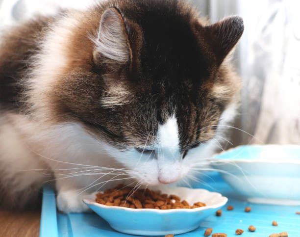 istock Norwegian Forest Cat eats dry food. Purebred Pet Lunch 1084470904