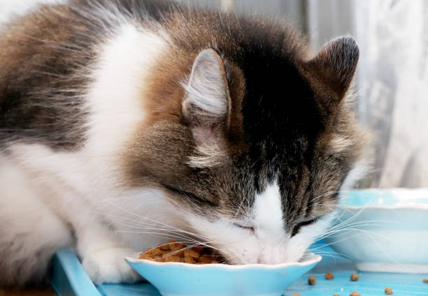 istock Norwegian Forest Cat eats dry food. Purebred Pet Lunch 1084471106