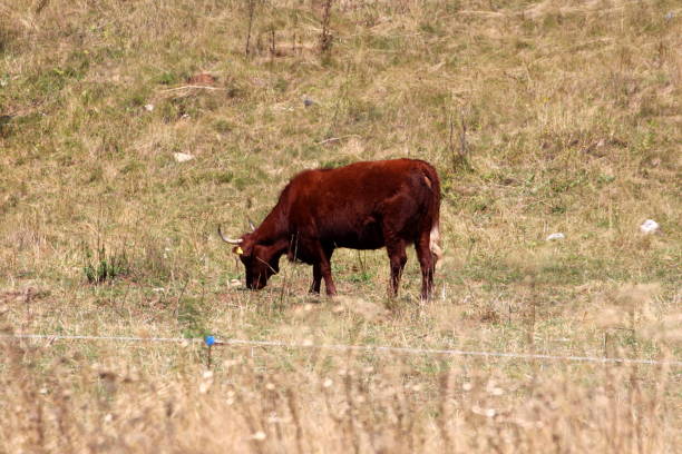 Single dark brown cow standing and calmly eating grass completely surrounded with dry grass and protected with electrical wire on warm summer day