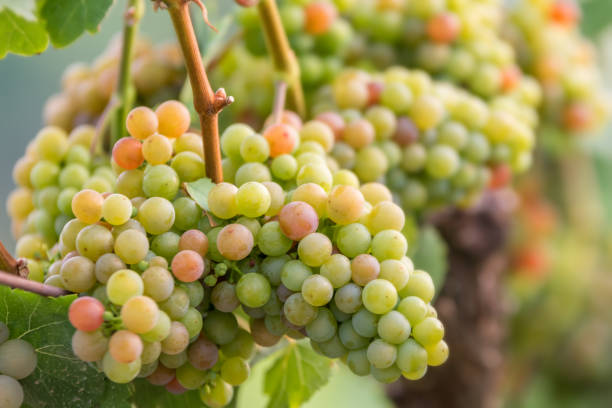 surtido rico vides del gewürztraminer (saale-unstrut) - gewurztraminer fotografías e imágenes de stock