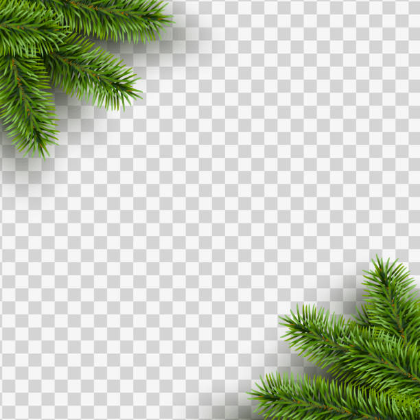 bildbanksillustrationer, clip art samt tecknat material och ikoner med vector jul fyrkantig ram med tall grenar i hörnen på transparent bakgrund med utrymme för design. - julbord
