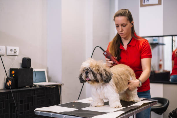 istock Grooming dog - hair  clipper 1084488016