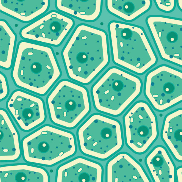 zielony wektor warstwy komórkowej roślin bez szwu wzór - cell plant cell biology scientific micrograph stock illustrations