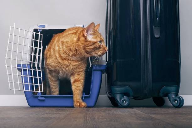 chat de gingembre dans une caisse de voyage à côté d’un coup d’oeil valise anxieusement sur le côté. - panier de voyage photos et images de collection