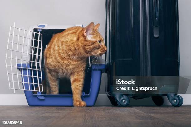 Ginger Cat In A Travel Crate Beside A Suitcase Look Anxiously Sideways Stock Photo - Download Image Now