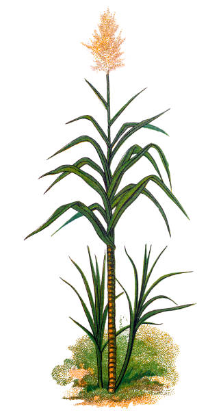 Saccharum officinarum, sugarcane Illustration of a Saccharum officinarum, sugarcane sugar cane saccharum officinarum stock illustrations