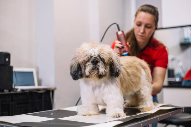 istock Grooming dog - hair  clipper 1084512964