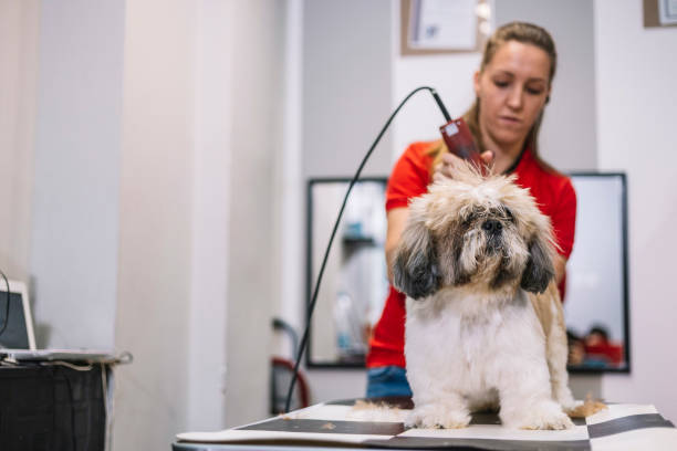 istock Grooming dog - hair  clipper 1084512986