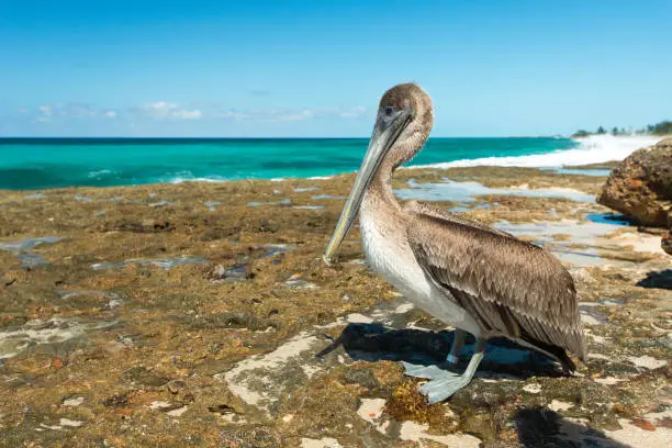 Sea bird a pelican is sitting on the coastline of the Caribbean Sea in hot sunny summer day. Waves of azure water are splashing about coastal rocks