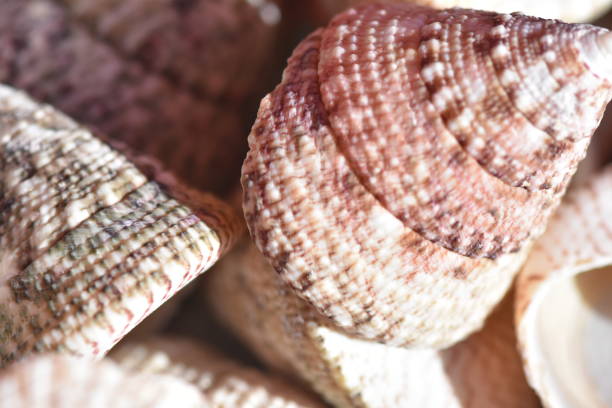 istock Background of seashells and shells 1084513318