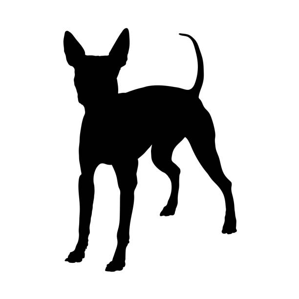 american hairless terrier. silhouette - jack russel terrier stock-grafiken, -clipart, -cartoons und -symbole