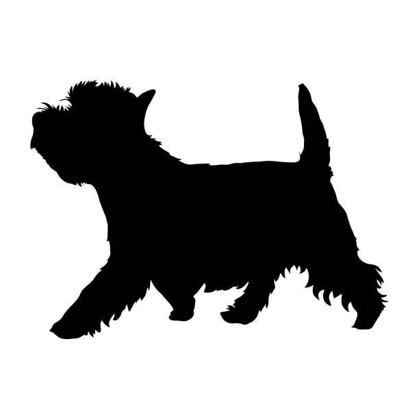 ilustrações, clipart, desenhos animados e ícones de west highland white terrier - terrier
