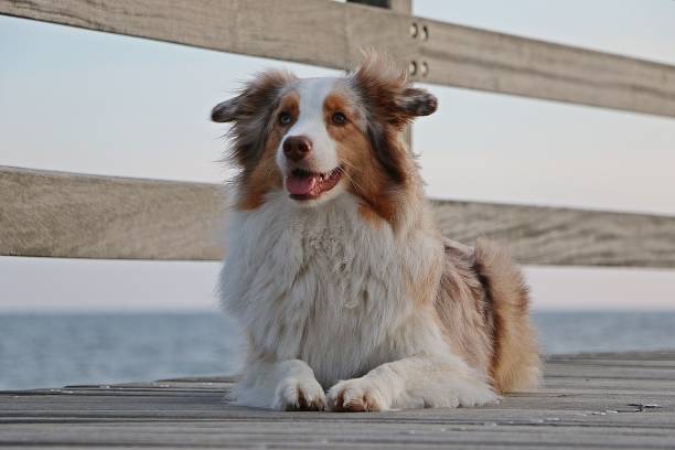 australian shepherd portrait on a bridge