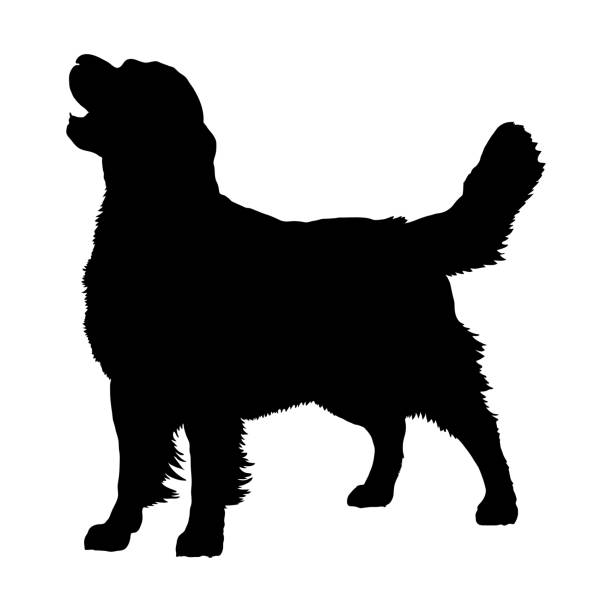 Golden Retriever, Silhouette vector art illustration