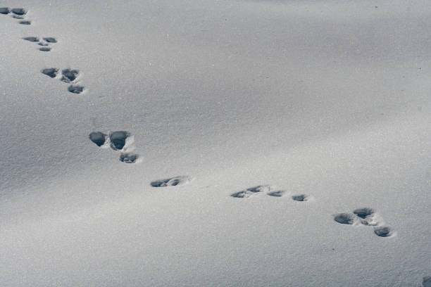 istock tracks of animals trails on white snow 1084516558