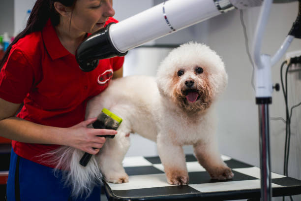 istock Female dog groomer brushing a small dog 1084516988