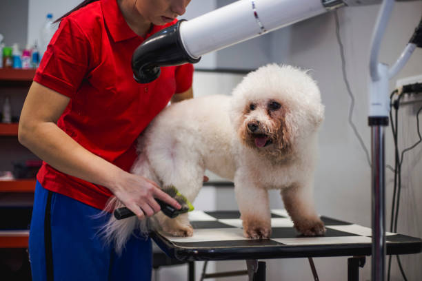 istock Female dog groomer brushing a small dog 1084516990