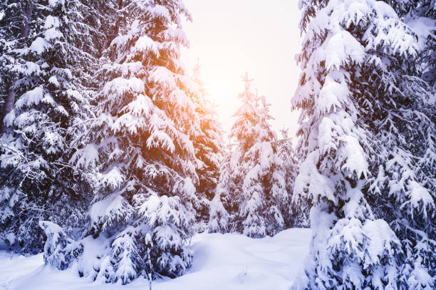 istock Snow-covered trees in winter forest at sunset. 1084518532