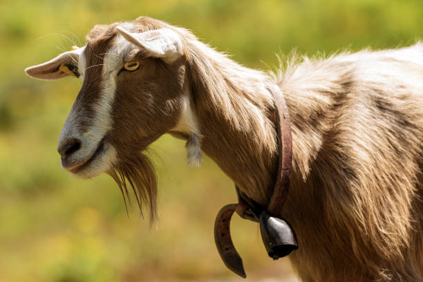 istock Mountain Goat on a green background 1084518614