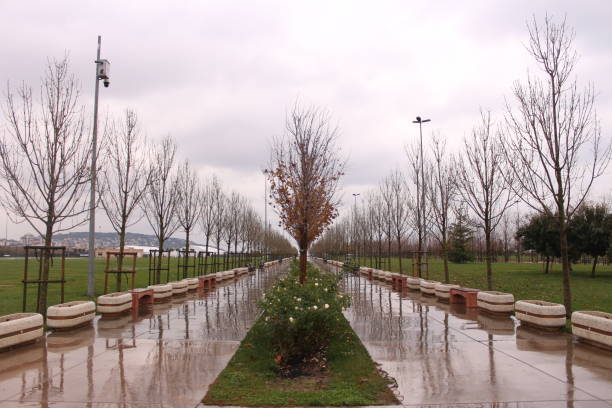 istock Trees And Perspective in İstanbul Maltepe 1084519716