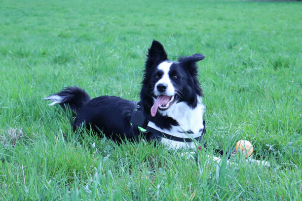 istock Border collie in the meadow 1084519792