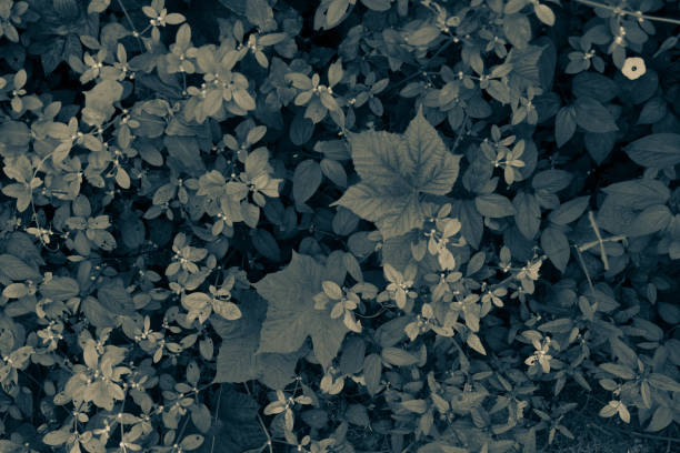 istock Green leaf background or the naturally walls texture Ideal (selective focus) 1084521328