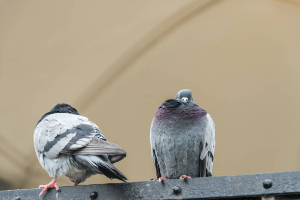 City Pigeon sitting on railing - and looking funny