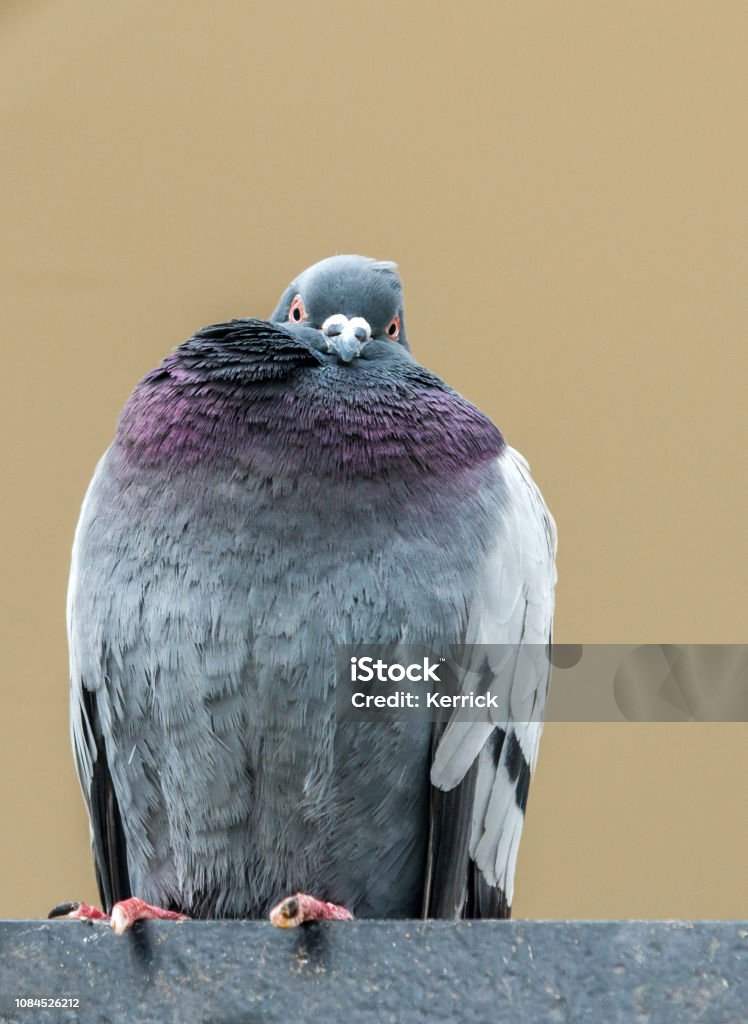 City Pigeon Sitting On Railing And Looking Funny Stock Photo - Download  Image Now - Pigeon, Humor, City - iStock