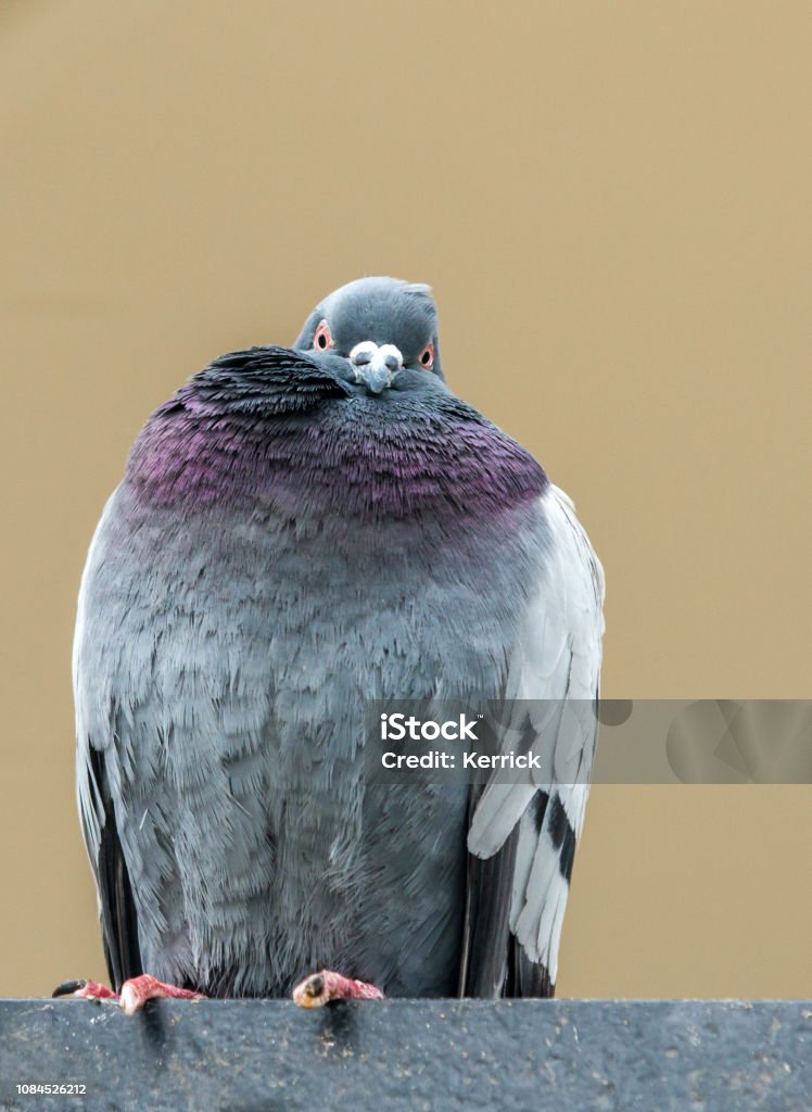 City Pigeon Sitting On Railing And Looking Funny Stock Photo - Download Image Now - Pigeon, Humor, City - iStock City Pigeon Sitting On Railing And Looking Funny Stock Photo - Download Image Now - Pigeon, Humor, City - iStock