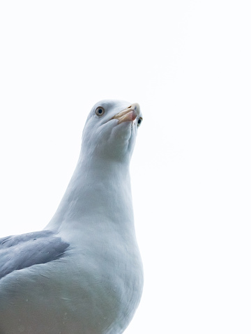 Seagull looks grumpy - funny photo with bird portrait