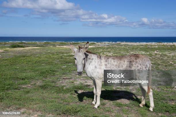 Arikok National Park Aruba Stock Photo - Download Image Now - Animal, Aruba,  Caribbean - iStock