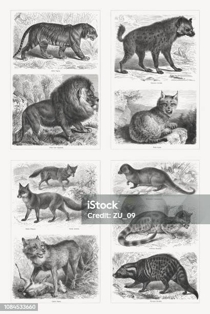 Predators Wood Engravings Published In 1897 Stock Illustration - Download Image Now - Engraving, Lion - Feline, Wolf