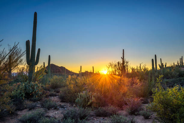 Sunset in Saguaro National Park in Arizona Sunset over cactuses in Saguaro National Park near Tucson, Arizona sonoran desert stock pictures, royalty-free photos & images