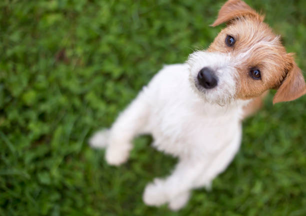 istock Cute hungry pet dog puppy begging 1084534006