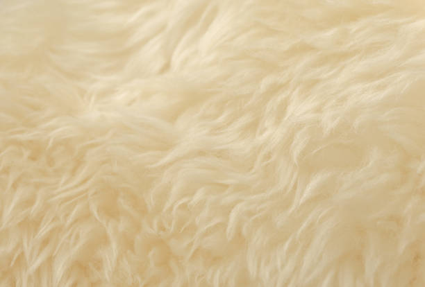 istock White animal wool texture background. Beige tint natural wool 1084535508