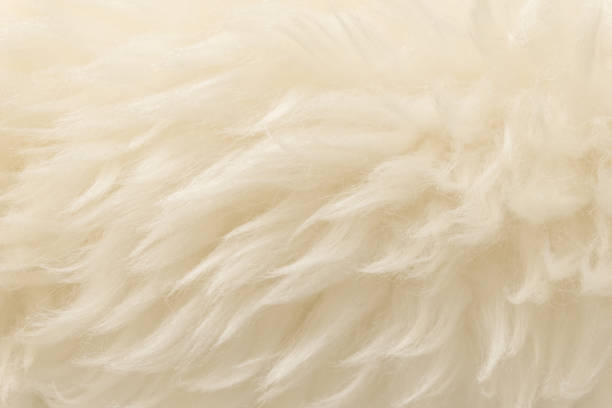 istock White animal wool texture background. Beige tint natural wool 1084535510