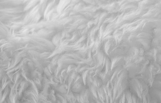 istock White animal wool texture background. Beige tint natural wool 1084535522