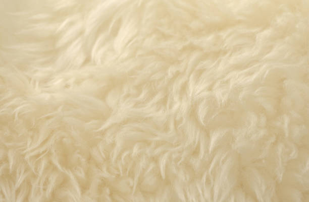 istock White animal wool texture background. Beige tint natural wool 1084535526