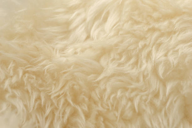 istock White animal wool texture background. Beige tint natural wool 1084535530