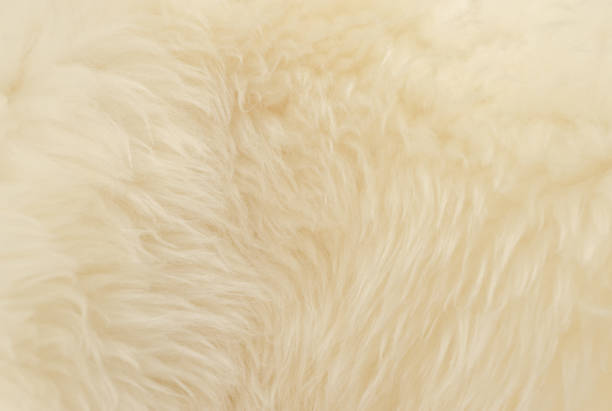 istock White animal wool texture background. Beige tint natural wool 1084535534
