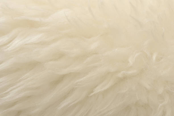 istock White animal wool texture background. Beige tint natural wool 1084535588