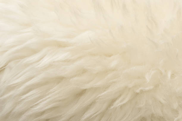 istock White animal wool texture background. Beige tint natural wool 1084535600
