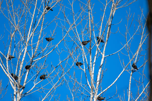 istock European starlings sitting in tree 1084536308