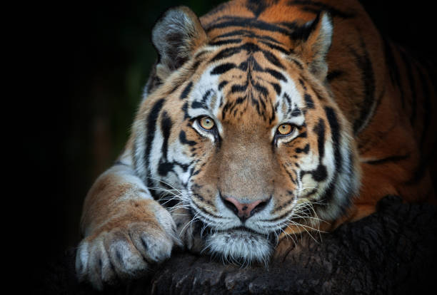 Male siberian tiger waiting for prey