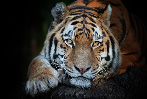 Portrait of a beautiful male siberian tiger (Panthera tigris tigris) waiting for prey against a dark background.