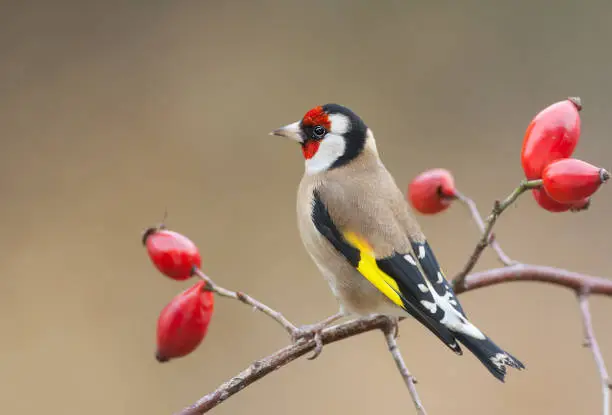 Photo of European goldfinch perching on a dog rose