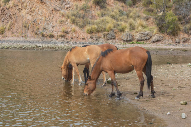 istock Wild Horses in Arizona 1084542860