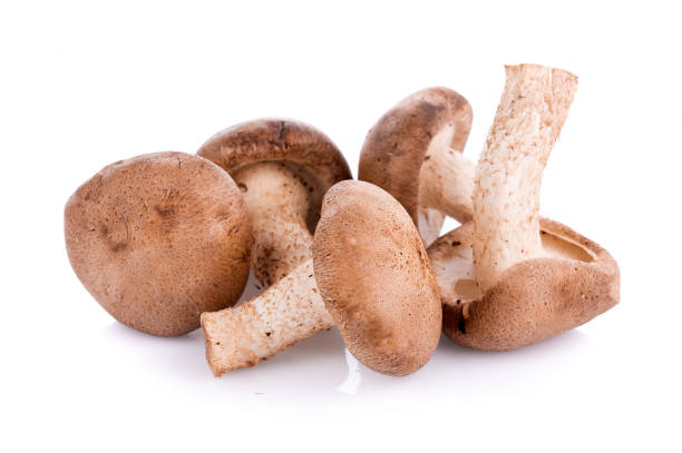 istock Shiitake mushroom on the White background 1084544804