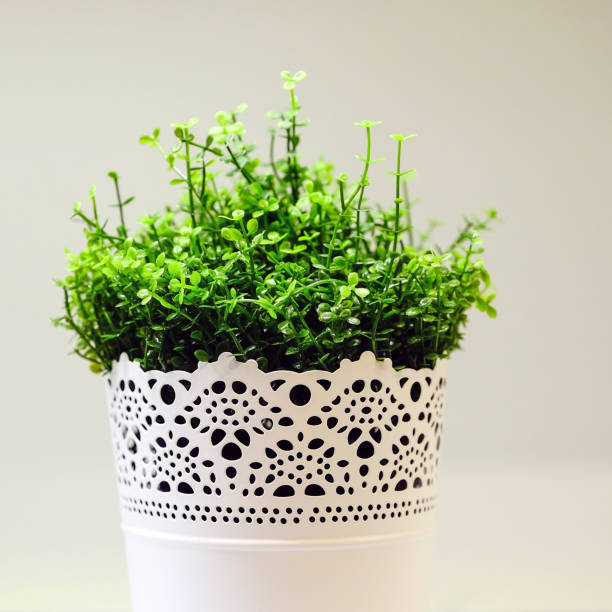 istock Fresh green grass grows in a concrete pot. 1084545108