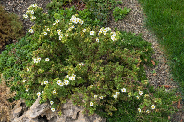 Shrub of Dasiphora fruticosa with white flowers in September Shrub of Dasiphora fruticosa with white flowers in September potentilla fruticosa stock pictures, royalty-free photos & images